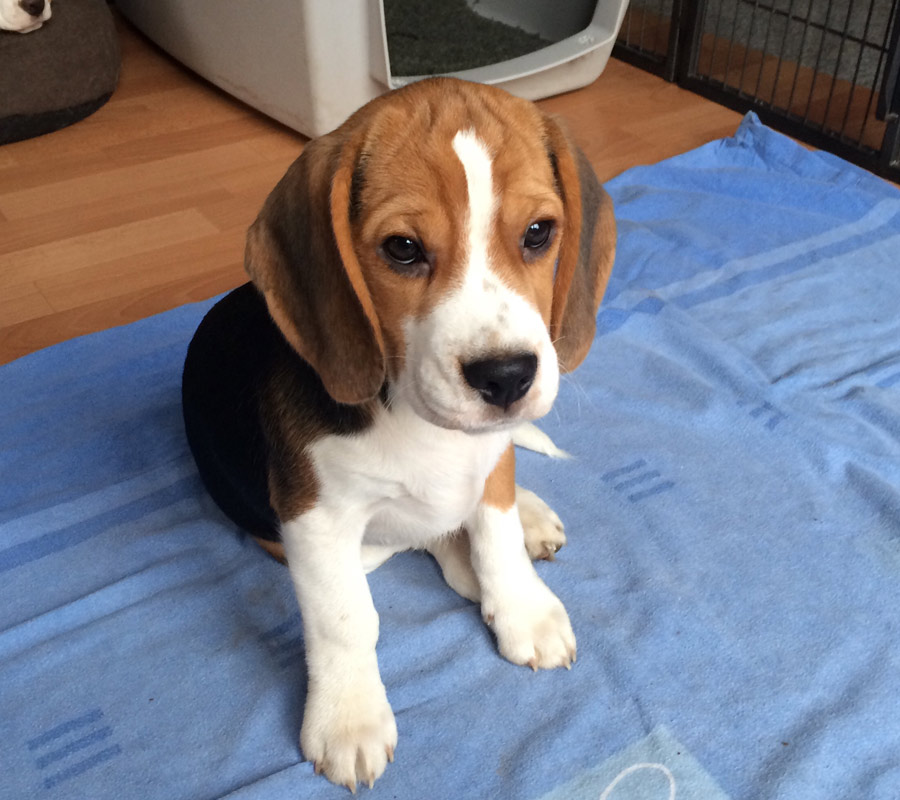 Beaglewelpe Petter