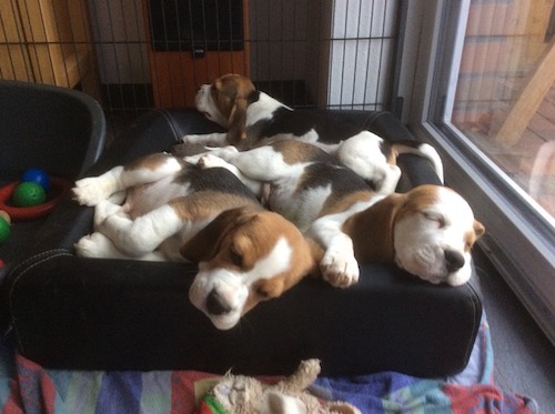 Beagle Welpe Beaglewelpen Bielefeld
