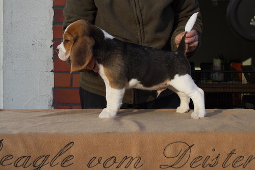 Beagle Welpe Beaglewelpen Hannover