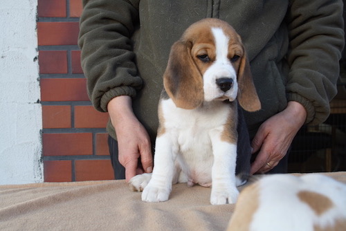 Beagle Welpe Beaglewelpen Minden