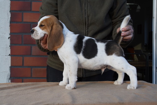 Beagle Welpe Beaglewelpen Hildesheim