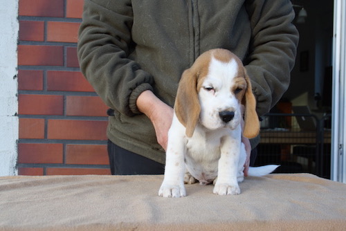 Beagle Welpe Beaglewelpen Braunschweig