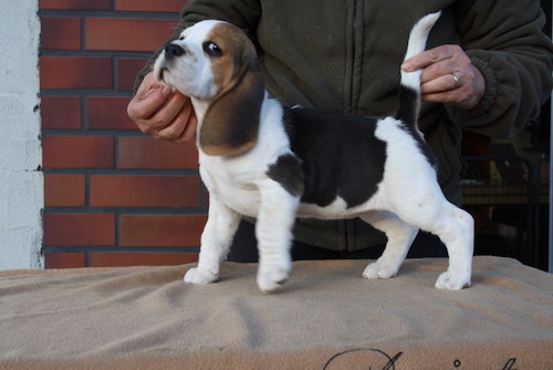 Beagle Welpe Beaglewelpen Herford