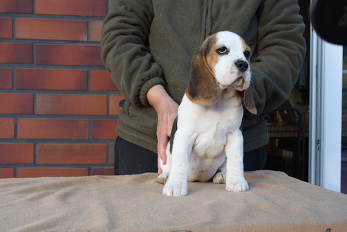 Beagle Welpe Beaglewelpen Nienburg
