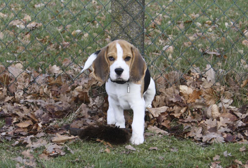 Beagle Welpe Anderson im Laub