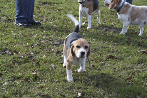 Beaglewelpe Hündin Amelie