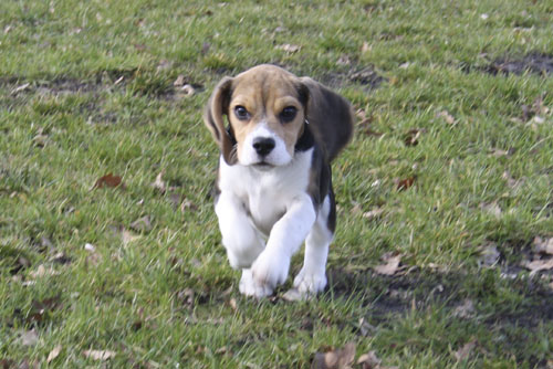 Beaglewelpe Alicia vom Deistertal in Steinhagen auf dem Hundeplatz