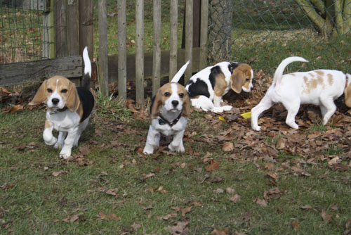 Beaglewelpen bei Bielefeld