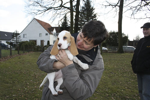 zweifarbiger Beaglewelpe Bielefeld Steinhagen mit Züchter