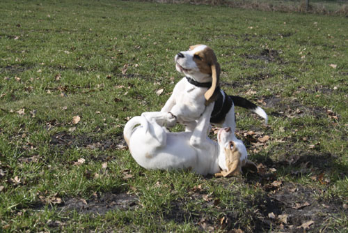 Welpen beim spielen