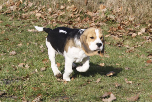 Beaglewelpe Rüde Murphy