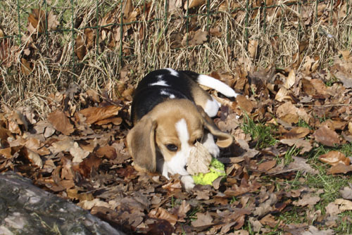 Beaglewelpe Amy aus Barsinghausen