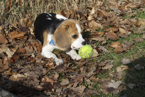 Welpe Amy mit dem Ball