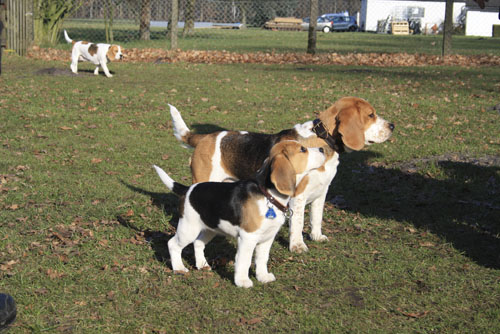 Beaglehündin und Welpe in Steinhagen bei Bielefeld