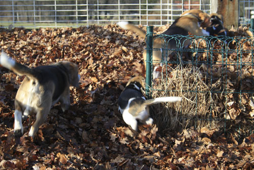 Hunde im Laub