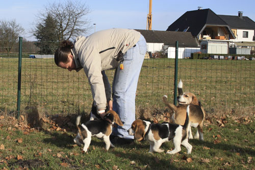 Beagle Welpen Bielefeld