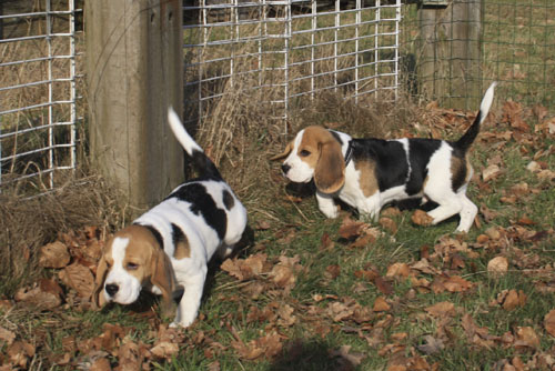 Beagle Welpen aus Barsinghausen bei Hannover