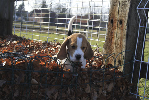 Beaglewelpe im Laub