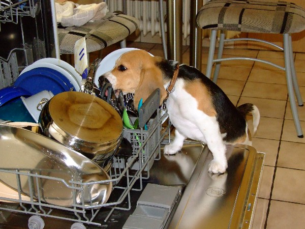 Beaglewelpe