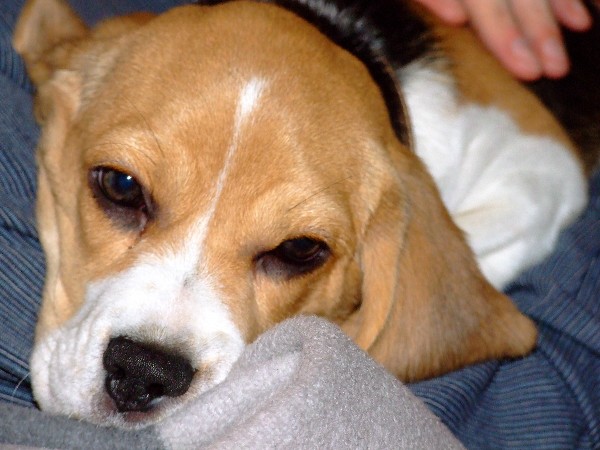 Beaglewelpe Amelie
