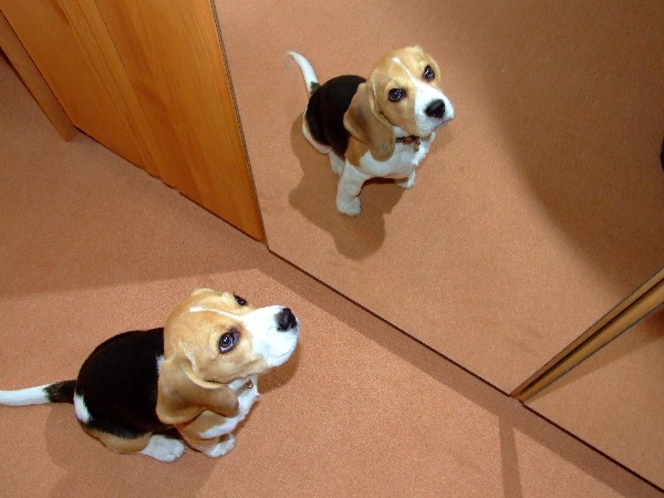 Beagle welpe