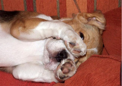 Beaglewelpe Amelie