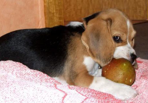 Welpe Amelie spielt mit dem Apfel