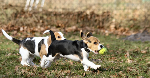 Beaglewelpen rennen um die Wette