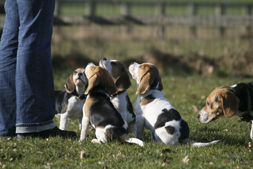 Beagles betteln