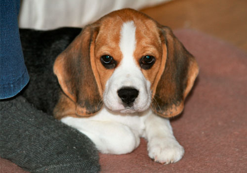 Beaglewelpe Amy in Barsinghausen