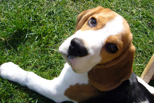 Beagle Anderson vom Deistertal